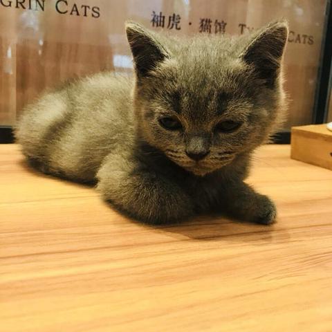 (吸猫会不会对身体不好)每次吸猫都带来意外的感觉,让你沉醉其中无法自拔 (吸猫会不会对身体不好)每次吸猫都带来意外的感觉,让你沉醉其中无法自拔